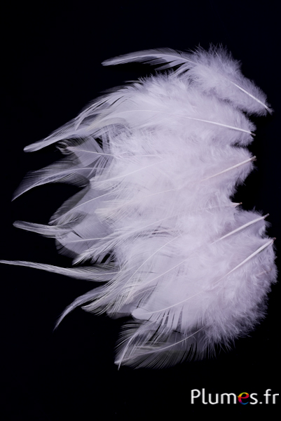 Coq - 8-12 cm - rose tendre